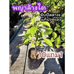 ต้นข่อยดำ