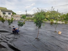 ปูผ้าใบคลุมวัชพืช รับปูผ้าใบคลุมดิน นนทบุรี