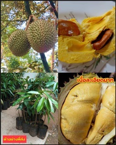 ต้น ทุเรียนนมสด Durian tree Elib variety อีลีบ