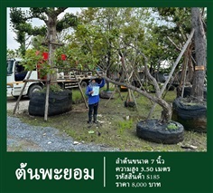 ต้นพะยอม NO.185