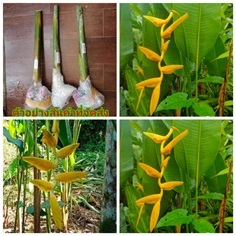 ต้น หน่อ เหง้า Heliconia Lutea เฮลิโคเนีย ลูที