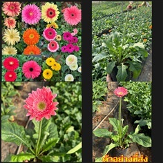 ดอก ต้น ดอกเยอบีร่า ต้นเยอบีร่า เยอบีร่า gerbera