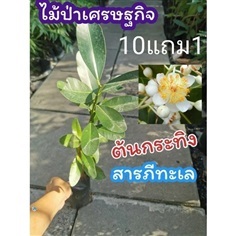 ต้นกระทิง