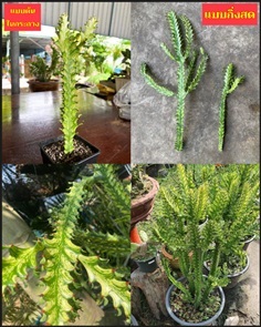 ต้น ยูโฟเบีย สลัดไดด่าง Euphorbia trigona variegat