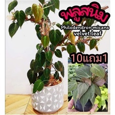 พลูสนิม Philodendron mican velvet leaf