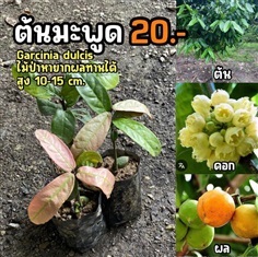 ต้นมะพูด (จำนวน 2 ต้น) สูง 10-15 cm