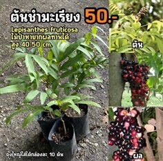 ต้นชำมะเลียง (จำนวน 1 ต้น) สูง 40-50 cm