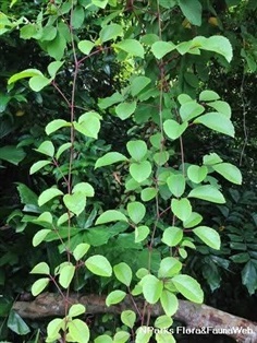 องุ่นจิ้งจอก Causonis trifolia ขายเมล็ดพันธุ์/ทั้ง