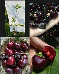 ต้นเชอร์รี่แบล็คเพิร์ล Black Pearl Cherry Tree 