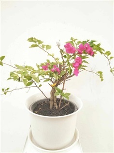 ต้นเฟื่องฟ้า PaperFlower , bougainvillea