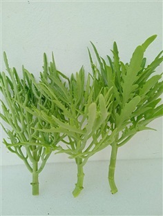 กิ่งฆ้องสามย่าน Kalanchoe laciniata plant 