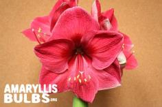 ว่านสี่ทิศ Lagoon Amaryllis