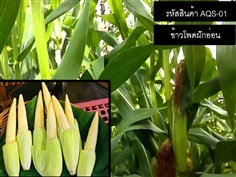 เมล็ดพันธุ์ ข้าวโพดฝักอ่อน(จำหน่ายเมล็ดพันธุ์คุณภาพดี)