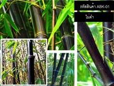 เมล็ดพันธุ์ไผ่ดำ (จำหน่ายเมล็ดพันธุ์นำเข้าคุณภาพดี)