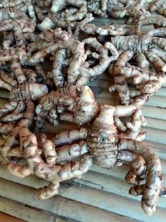 ว่านขมิ้นดำ Curcuma sp.   