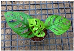 Monstera Esqueleto พลูฉลุยักษ์  