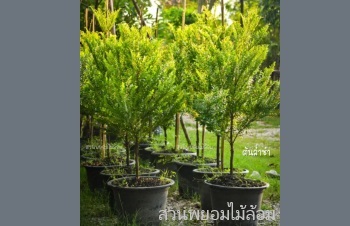 ต้นล่ำซำสามารถปลูกในบริเวณบ้าน เสริมฮวงจุ้ยโชคลาภ