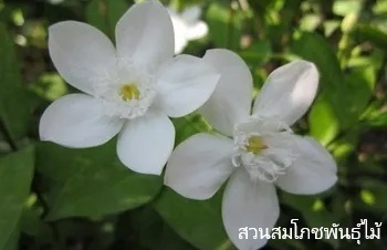 ลักษณะพฤกษศาสตร์ของต้นพุดพิชญา