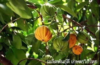 ลักษณะพฤกษศาสตร์ของต้นชะมวง