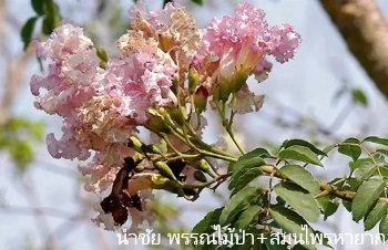 ลักษณะพฤกษศาสตร์ของต้นแคสันติสุข