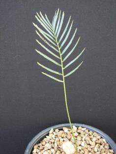 Encephalartos laevifolius "Kaapse & Krok.Poort " form