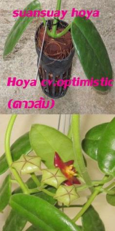 Hoya cv.optimistic (ดาวส้ม) ไม้นิ้ว