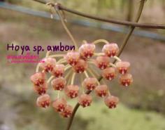 Hoya sp. Ambon  โฮยา เอส พี อำบล ไม้นิ้ว