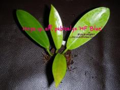 Hoya sp. aff. pubicalyx 'HF Blue' ไม้นิ้ว