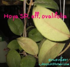 Hoya SP. aff. ovalifolia ไม้นิ้ว