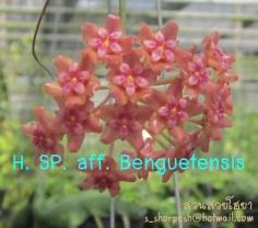 Hoya SP. aff. Benguetensis ไม้นิ้ว