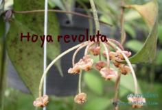 Hoya revoluta ไม้นิ้ว โฮยาแมงมุม ไม้นิ้ว