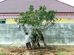 บ้านในโครงการหมู่บ้านชวนชื่น ฟลอร่าวิลล์