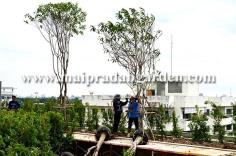 โรงพยาบาลชลประทาน จังหวัดนนทบุรี