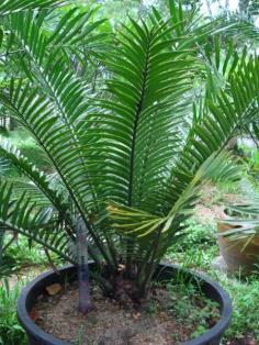 Encephalartos kisambo