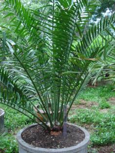 Encephalartos laurentianus