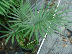 Cycas apoa