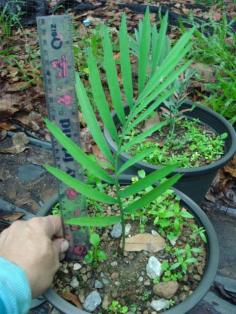 Encephalartos princep