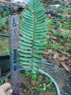 Encephalartos ngoyanus