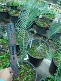 Encephalartos friderici-guilielmi