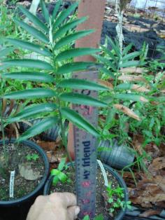 Encephalartos transvenosus "soutpansberg