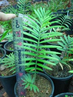 Encephalartos villosus