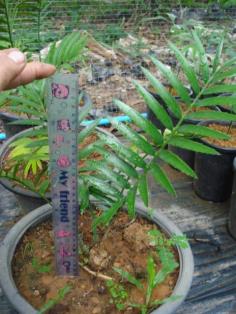 Encephalartos msinganus