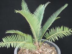 Dioon califanoi "ใบฟ้า"