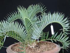 Encephalartos trispinosus ฟอร์มไม่มีหนา 