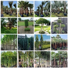 ต้นปาล์มจีน