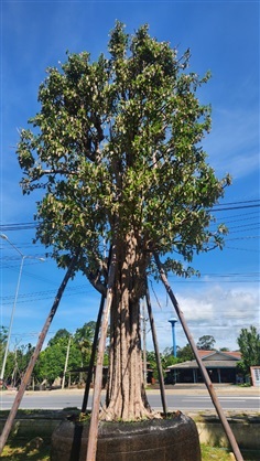 ต้นพูลทรัพย์