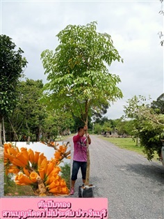 ต้นปีบทอง