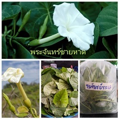 ชมจันทร์ทะเล พระจันทร์ชายหาด  Ipomoea violacea