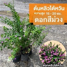 ต้นหลิวไต้หวัน สูง 15-20 ซม.