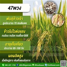 พันธุ์ข้าว ข้าวเจ้า ข้าว(47พวง) นาปี นาปรัง